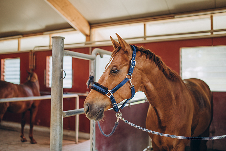 cavalo-na-baia-cdc