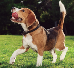 image-animal